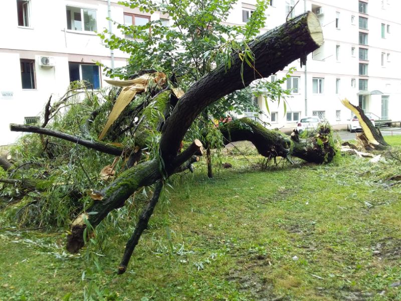 KO BRINE OD TRULIM DRVENASTIM SADNICAMA Treba li neko da nastrada?