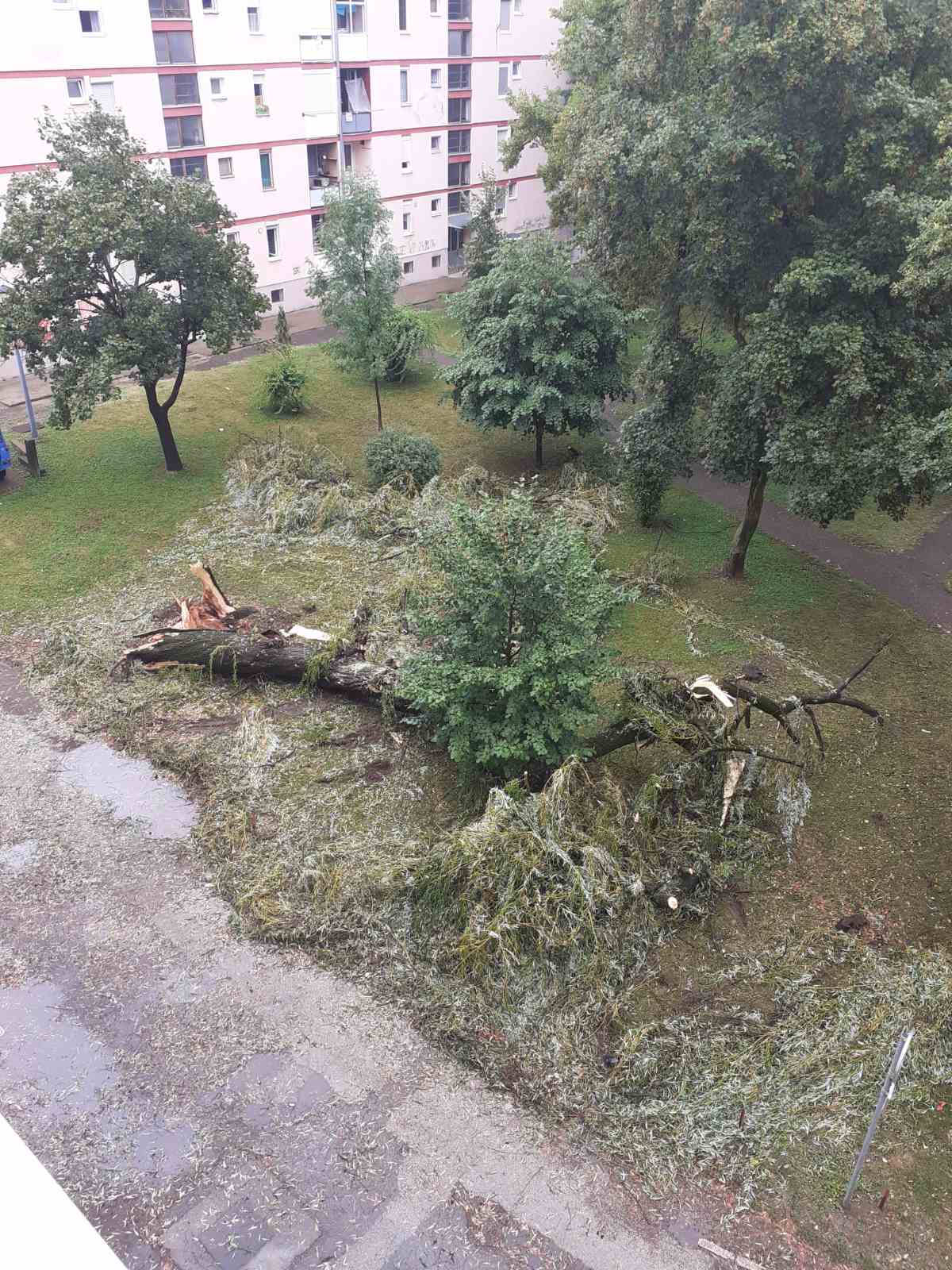 DOBOJ: Palo drvo, četiri automobila oštećena