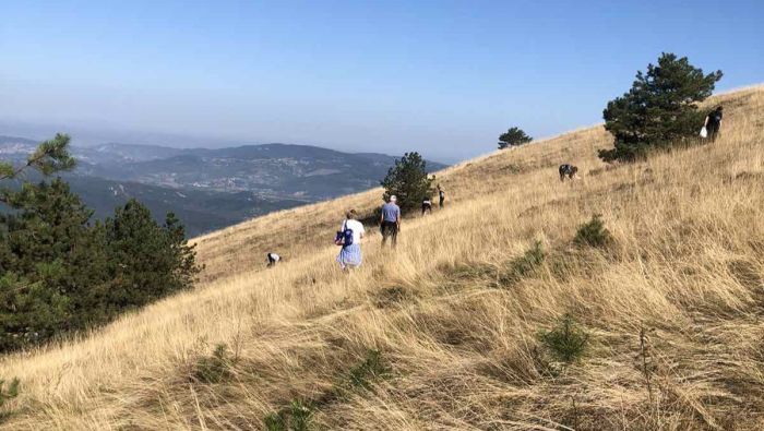 FOTO: Dobojski Info | DOBOJ: Na Ozrenu manifestacija &quot;Branje trave Ive&quot;