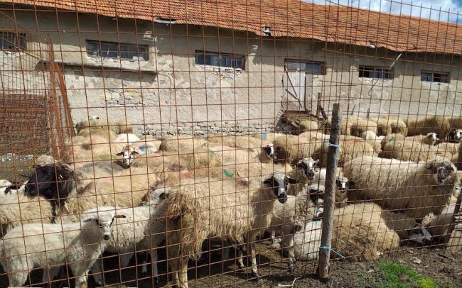 FOTO: Dobojski Info | Bravi na ceni