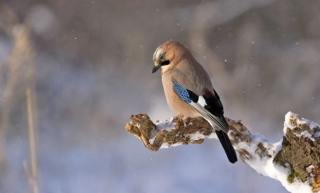 FOTO: Dobojski Info | VRIJEME: Danas hladno, uveče naoblačenje