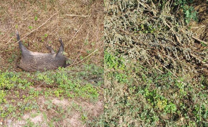 FOTO: Dobojski Info | ZAŠTO NE REAGUJU INSTITUCIJE? Mrtva divlja svinja u kanalu na putu Doboj - Rječica izaziva zabrinutost mještana