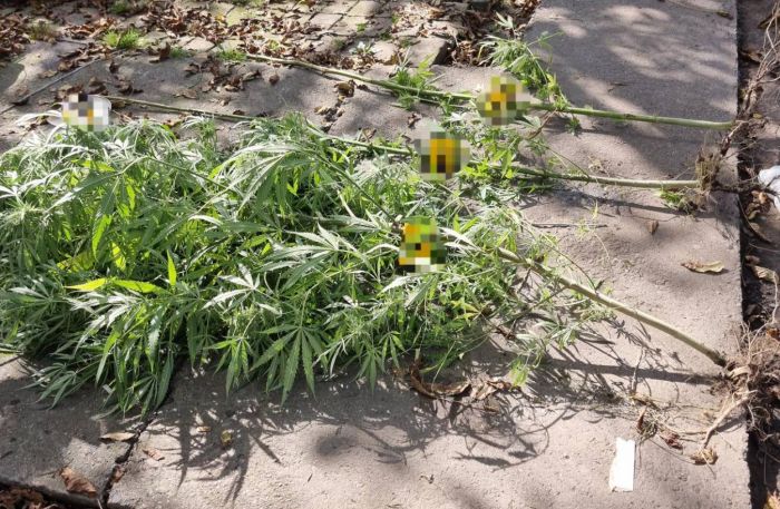 FOTO: Dobojski Info | U akciji „Plantaža 2023“ pronađena opojna droga