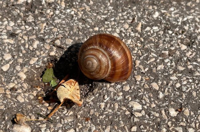 FOTO: Dobojski Info | I BI NEDELJA: Otvorena kuća za Hofmana i kuma