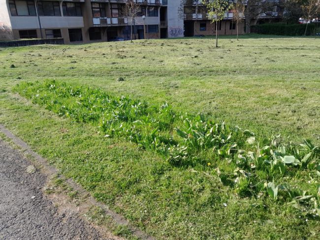 FOTO: Dobojski Info | EKOCID PREMA DOBOJSKIM TULIPANIMA: Ko je zadužen da to spriječi? (FOTO)