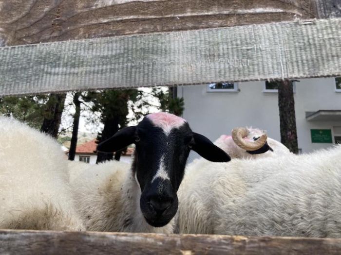 FOTO: Dobojski Info | Kome je korida zakon, tragovi mu smrde primitivizmom